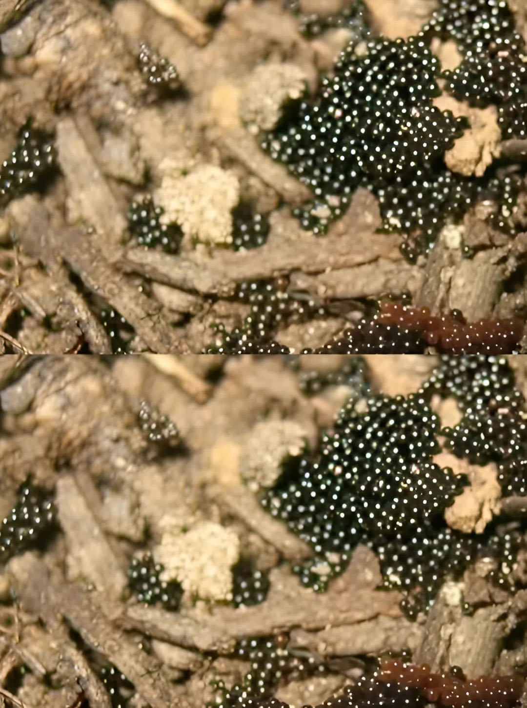 Ma mère avait remarqué quelque chose d’étrange dans notre jardin. Voici ce qu’elle a découvert