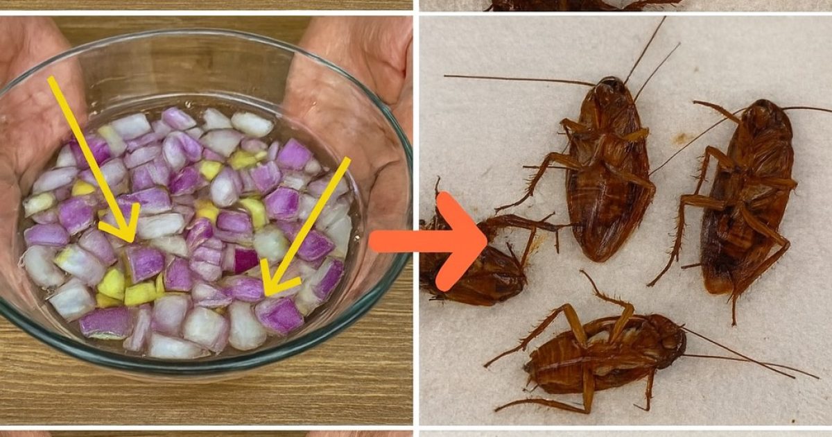 Maison est infestée de cafards ? Voici comment nettoyer le sol pour les éliminer immédiatement