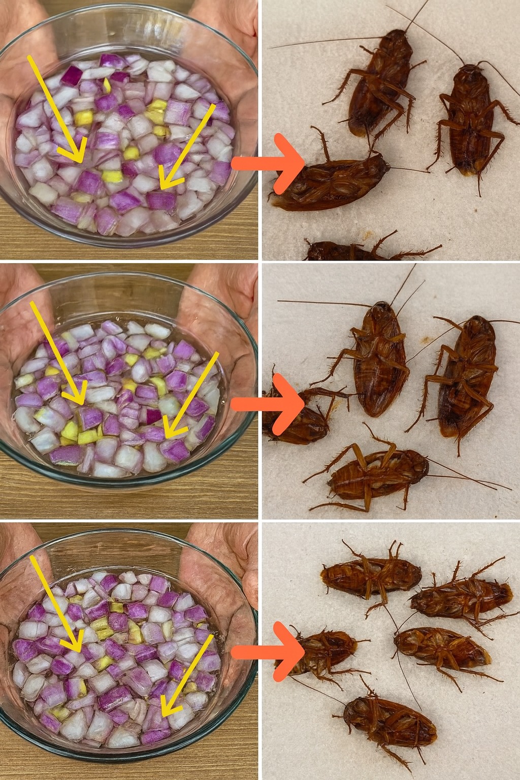 Maison est infestée de cafards ? Voici comment nettoyer le sol pour les éliminer immédiatement