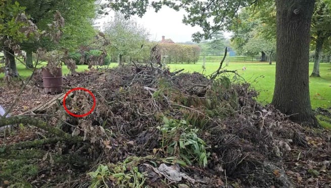 Ce test de vision va vous retourner le cerveau : un chien se cache dans cette image, et seuls les plus observateurs le trouvent
