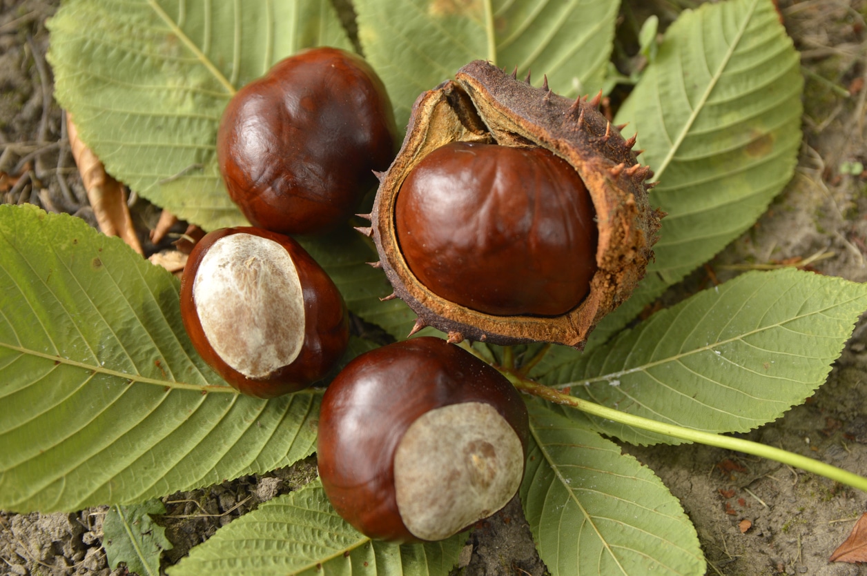 Marron d'Inde pour la circulation sanguine