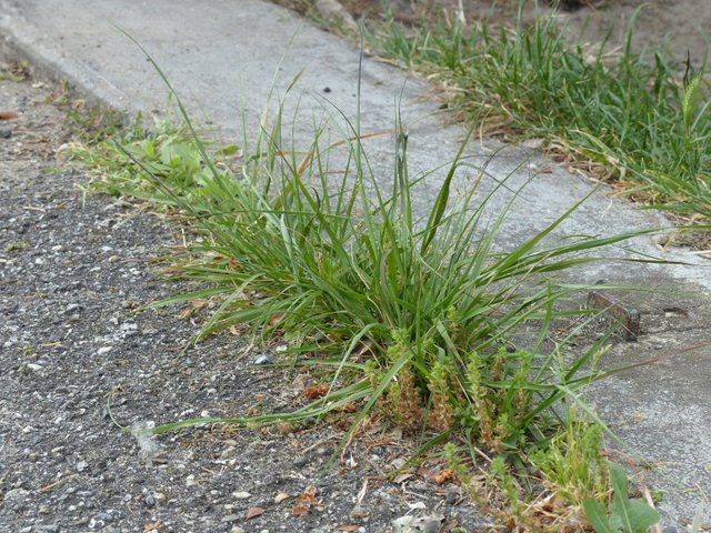 Mauvaises herbes entre les dalles