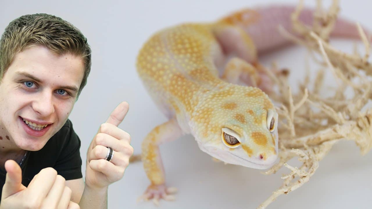 Lézard coloré en gros plan
