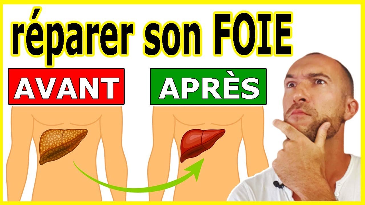 Représentation d'un foie sain