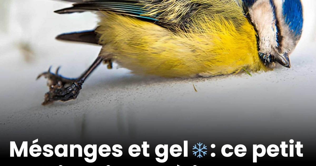 Mésanges et gel ️ : ce petit objet discret à poser dans le jardin peut leur sauver la vie