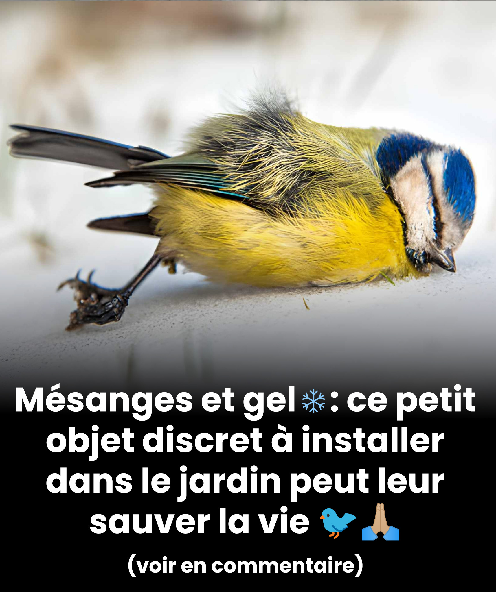 Mésanges et gel ️ : ce petit objet discret à poser dans le jardin peut leur sauver la vie