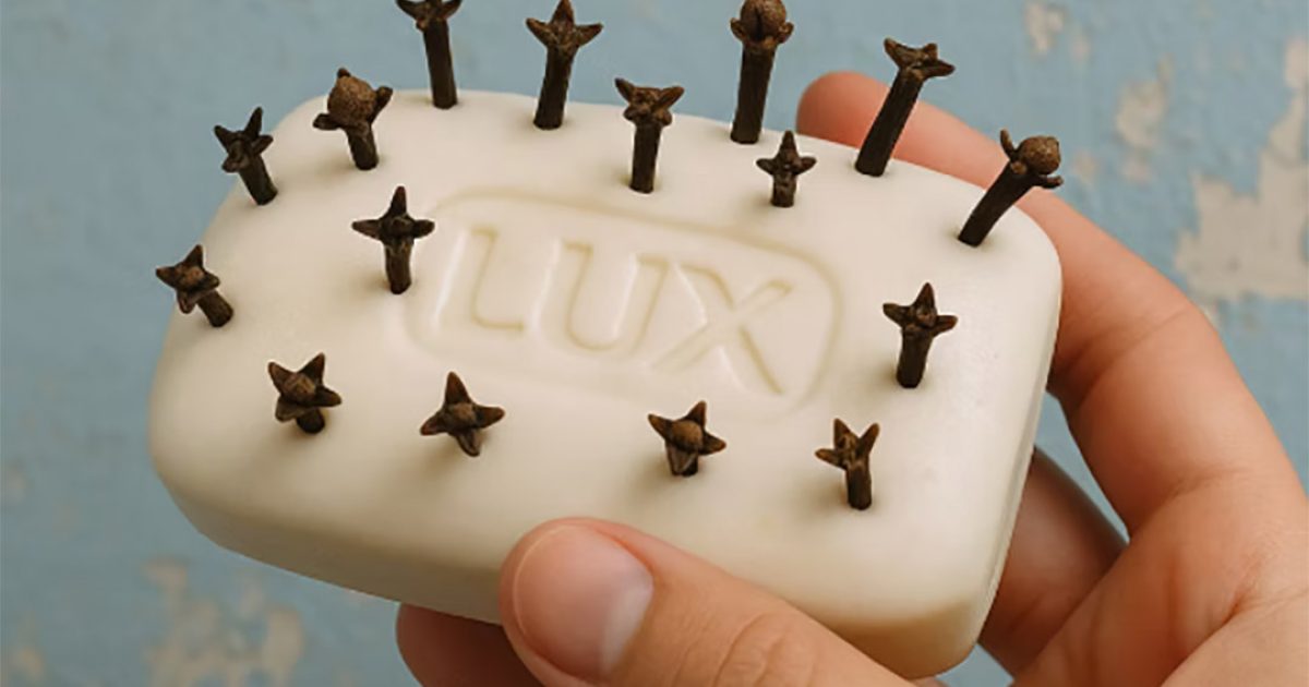 Mettez des clous de girofle dans votre savon de bain… et découvrez un secret que peu de gens connaissent