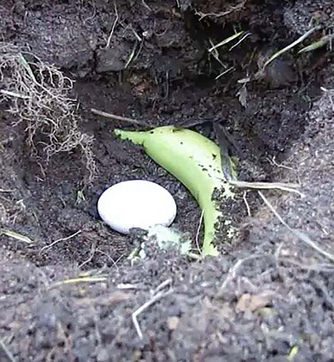 Placez une banane et un œuf cru dans un trou de terre