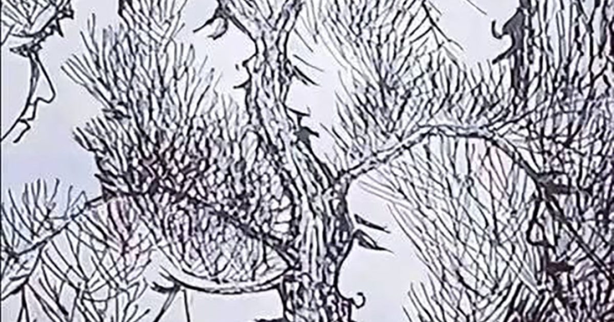 Mettez votre vue à l’épreuve : combien de visages parviendrez-vous à repérer dans cet arbre mystérieux ?