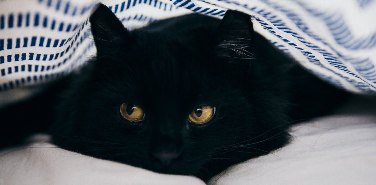 Chat noir attendant dans un refuge