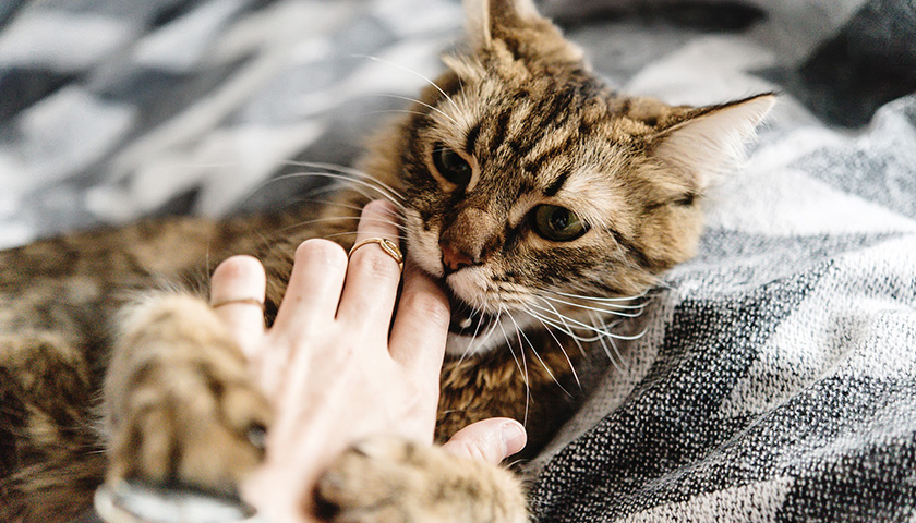 Cette morsure soudaine qui déchire le silence : ce que votre chat tente désespérément de vous dire