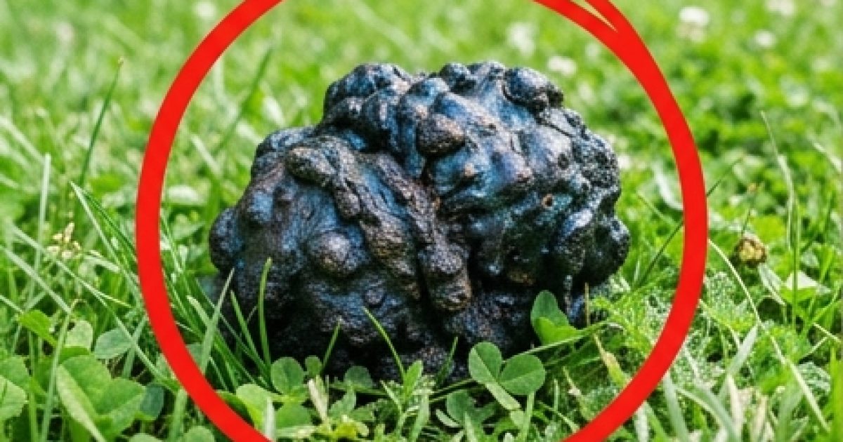 Mon chien s’est immobilisé dans l’herbe et s’est mis à renifler