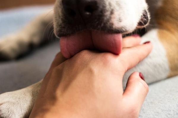 Léchouilles de chien : ce que cache vraiment ce geste tendre (et pourquoi il faut y prêter attention)