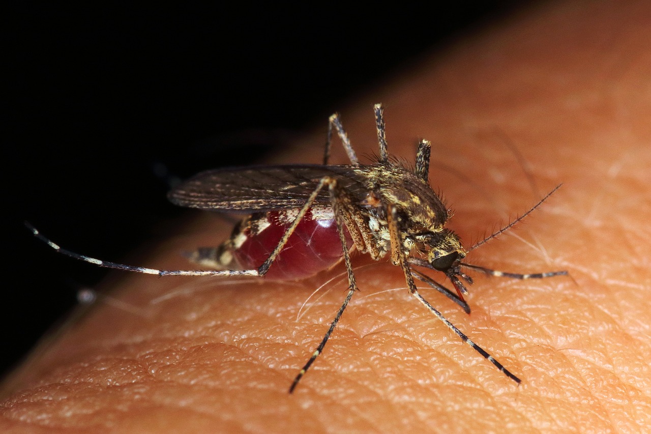 Le geste imparable pour débusquer (et neutraliser) le moustique qui se cache dans votre chambre