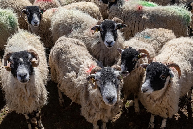 Troupeau de moutons dans les Yorkshire Dales