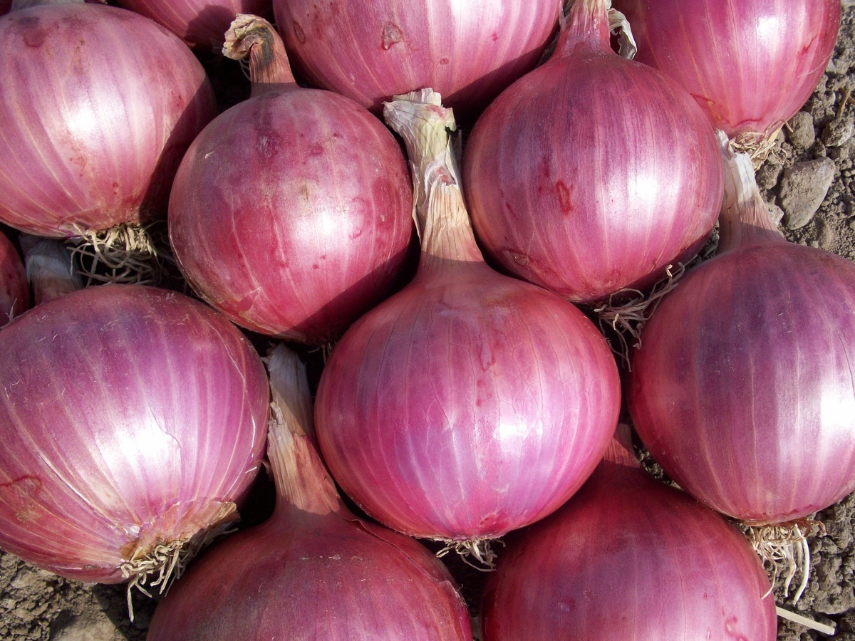 Nez bouché, toux nocturne : et si la solution se cachait dans une chaussette avec un simple oignon rouge ?