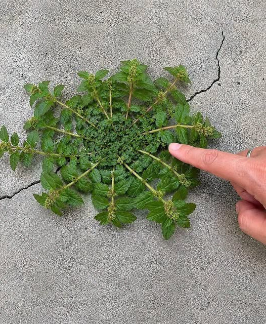 Cette plante sauvage que tout le monde ignore pourrait bien changer votre routine bien-être
