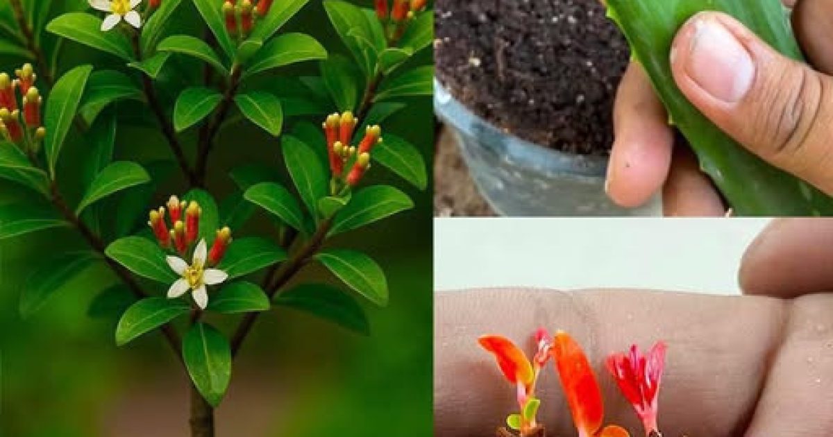 Faire germer des clous de girofle à la maison : l'astuce naturelle avec une pomme de terre qui va vous étonner