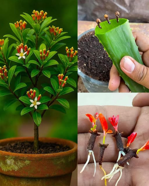Faire germer des clous de girofle à la maison : l'astuce naturelle avec une pomme de terre qui va vous étonner