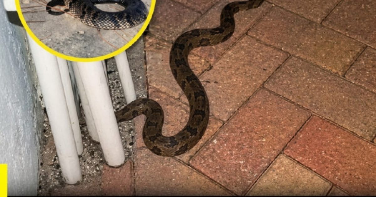 Un serpent s'invite chez vous ? Voici ce que cela signifie vraiment (et comment réagir)