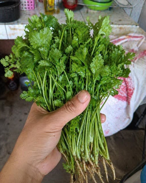 Coriandre : les bienfaits santé surprenants de cette herbe aromatique qu'on adore en cuisine