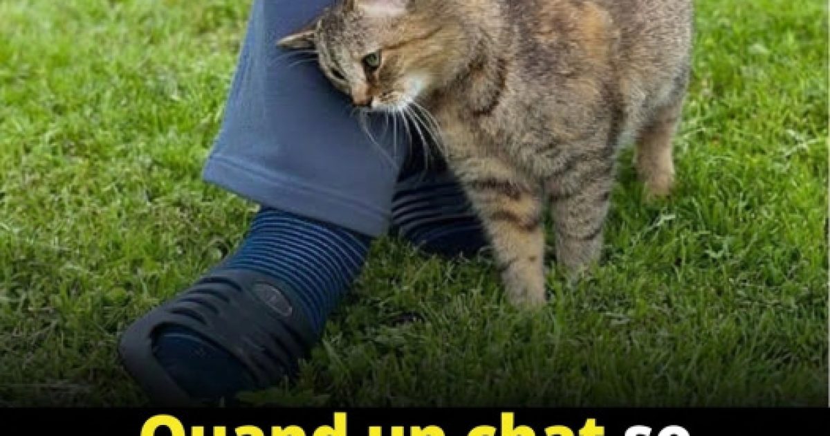 Pourquoi votre chat se frotte contre vous : la signification touchante que vous ne connaissiez pas