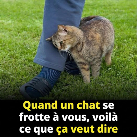 Pourquoi votre chat se frotte contre vous : la signification touchante que vous ne connaissiez pas