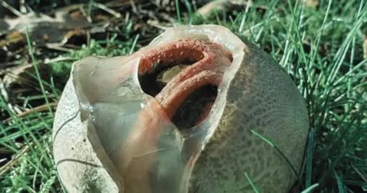 Ce champignon visqueux et malodorant trouvé dans les jardins est l'un des organismes les plus étranges de la nature