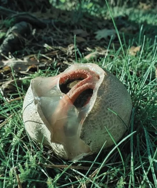 Ce champignon visqueux et malodorant trouvé dans les jardins est l'un des organismes les plus étranges de la nature