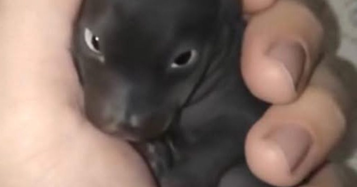 Elle recueille ce qu'elle croit être un chiot abandonné : un an après, la réalité la laisse bouche bée