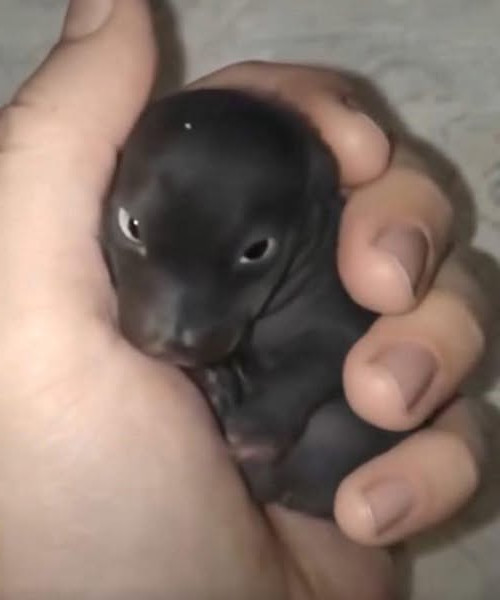 Elle recueille ce qu'elle croit être un chiot abandonné : un an après, la réalité la laisse bouche bée