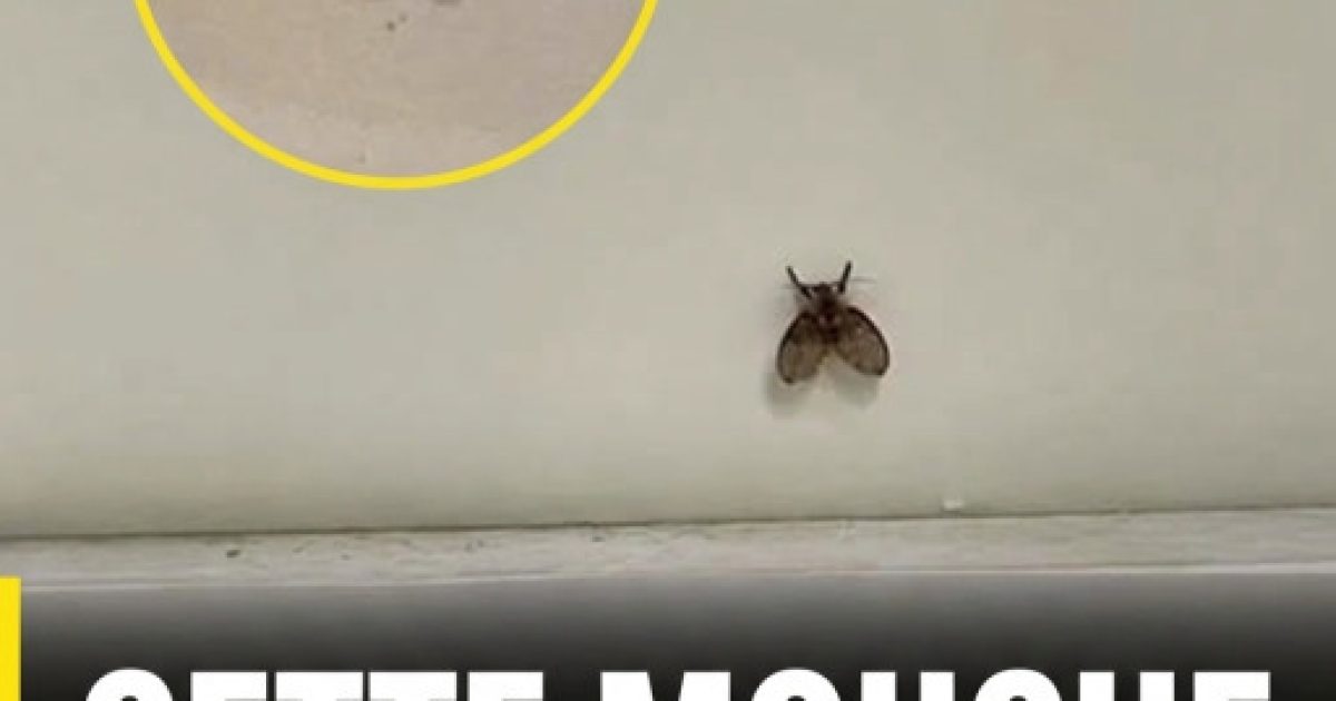 Ces petites mouches dans votre salle de bain cachent peut-être un problème que vous n'avez pas vu venir