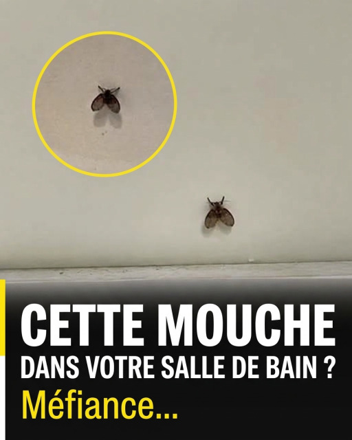 Ces petites mouches dans votre salle de bain cachent peut-être un problème que vous n'avez pas vu venir