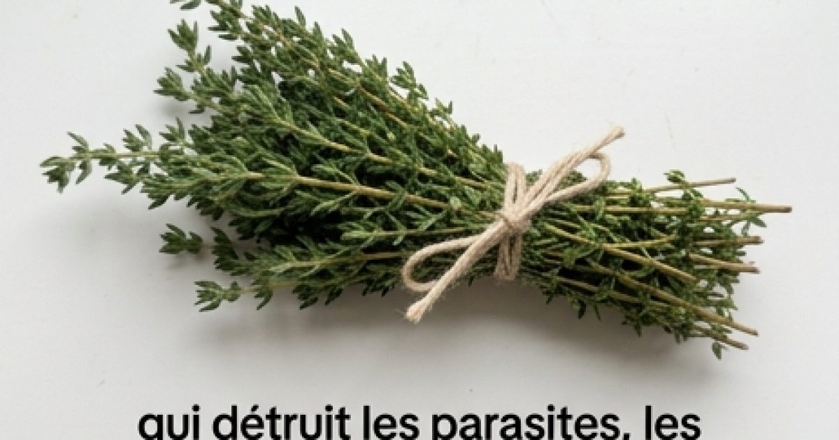 Huile d'origan, busserole : ces plantes aux vertus surprenantes pour soutenir votre bien-être urinaire et digestif
