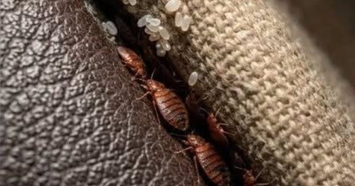 Des insectes cachés dans mon canapé : punaises de lit ou autre chose ? Le guide pour ne plus paniquer