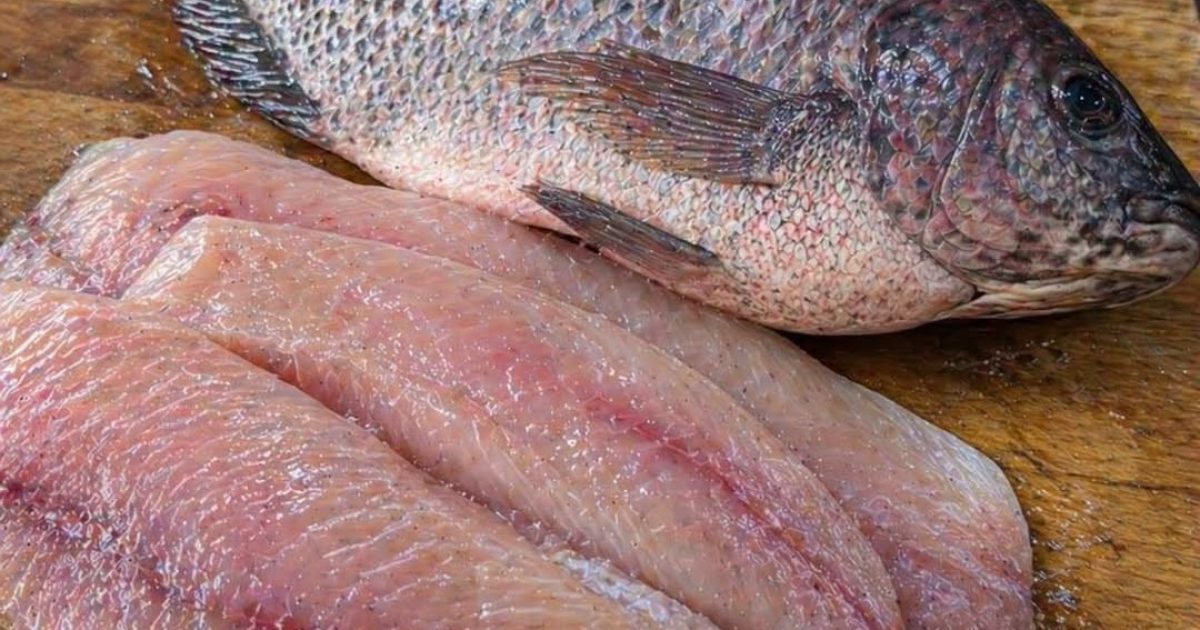 Tilapia : ce poisson bon marché est-il vraiment bon pour la santé ?
