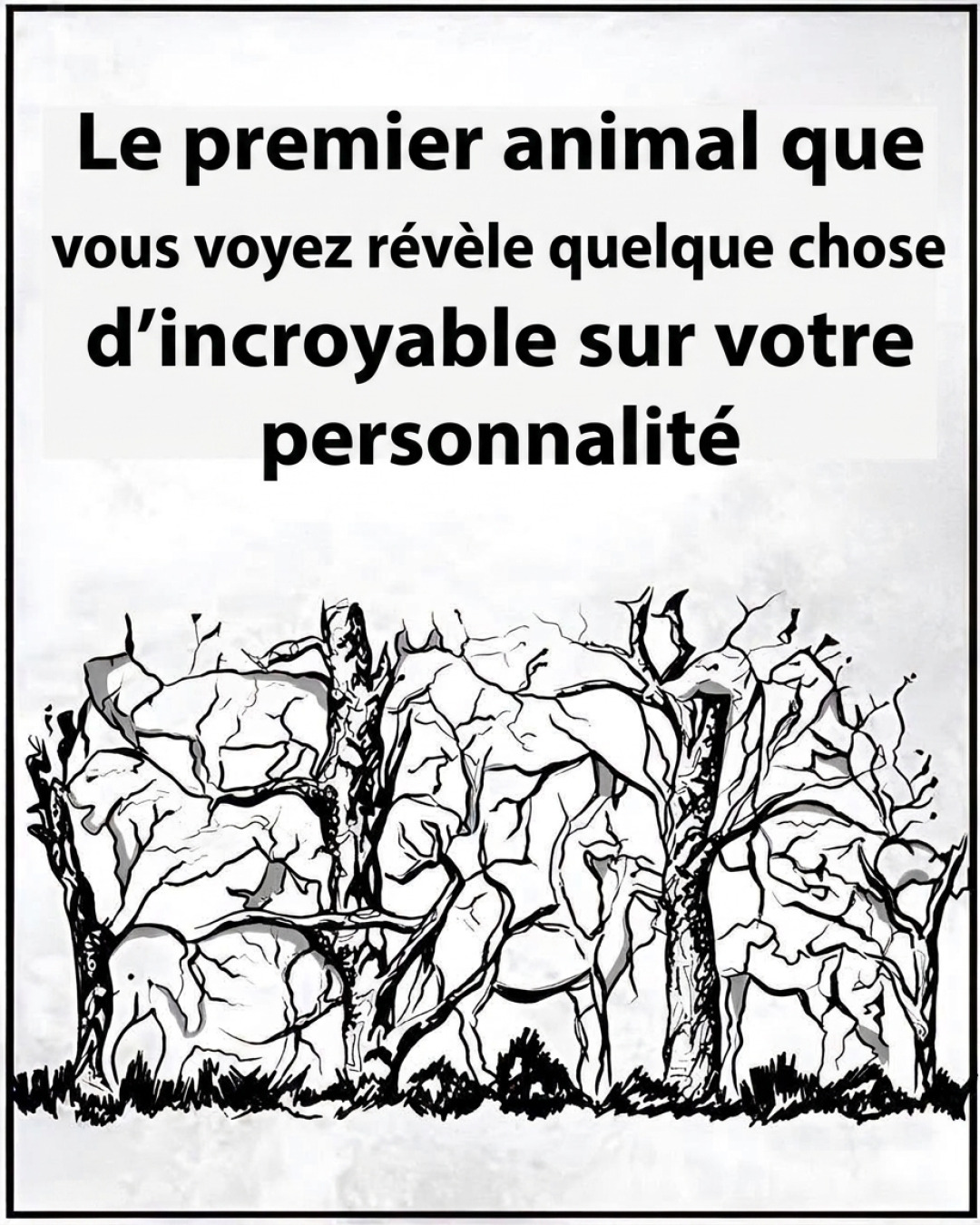 Test de personnalité : le premier animal que vous voyez révèle qui vous êtes vraiment