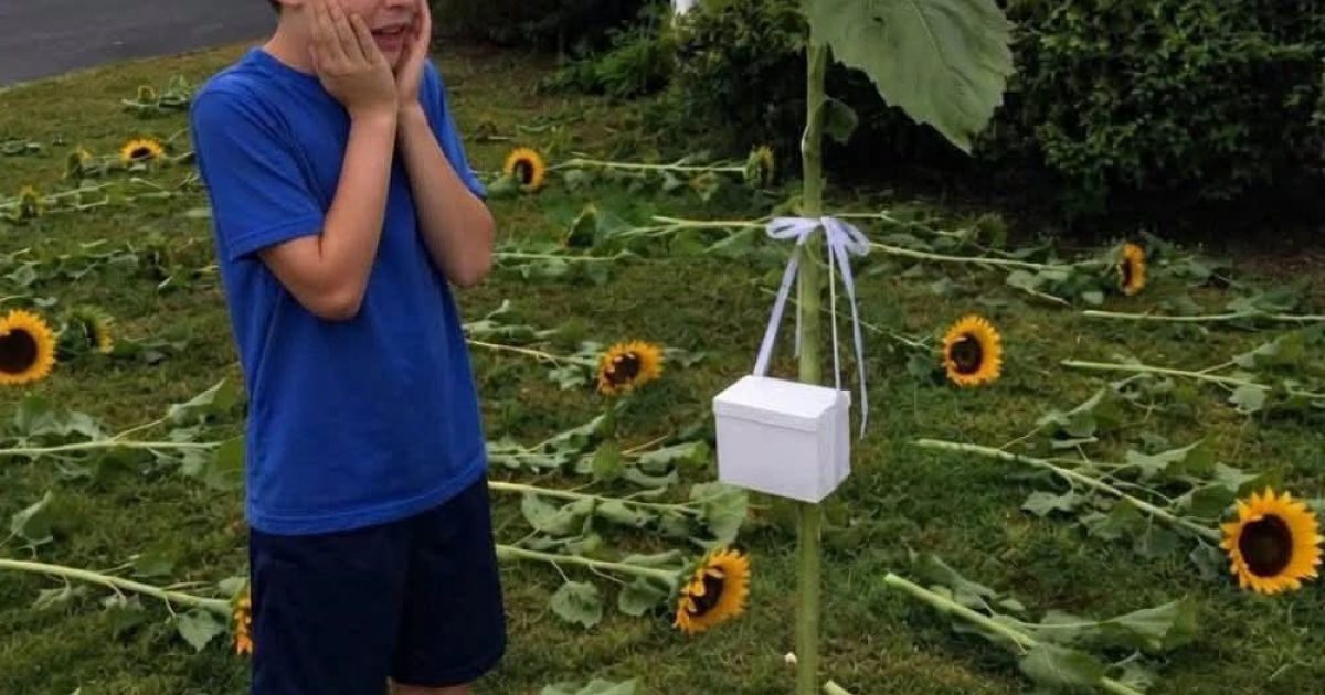 Il plantait des tournesols chaque année pour sa sœur jumelle disparue : ce qu'il a trouvé attaché à la dernière tige a tout changé