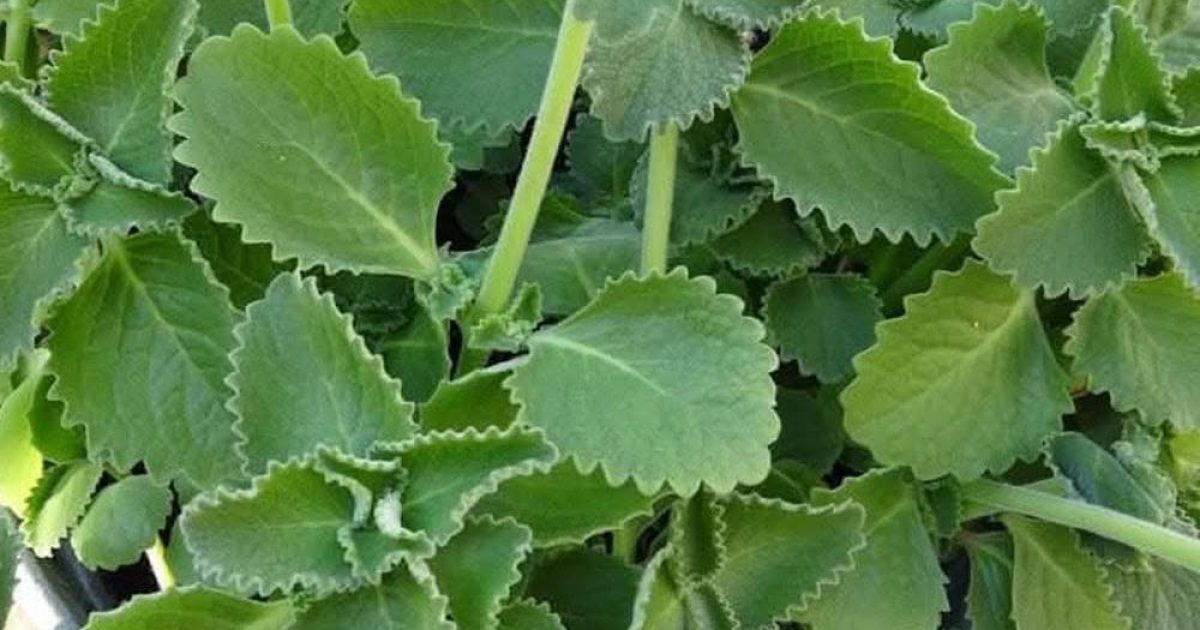 Origan : cette herbe du quotidien aux vertus insoupçonnées que la science commence à valider
