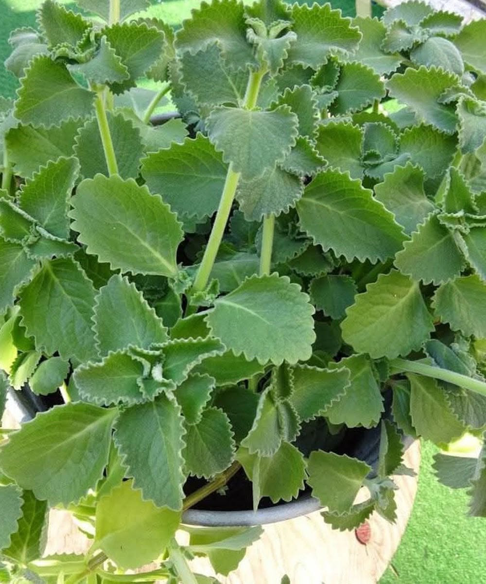 Origan : cette herbe du quotidien aux vertus insoupçonnées que la science commence à valider