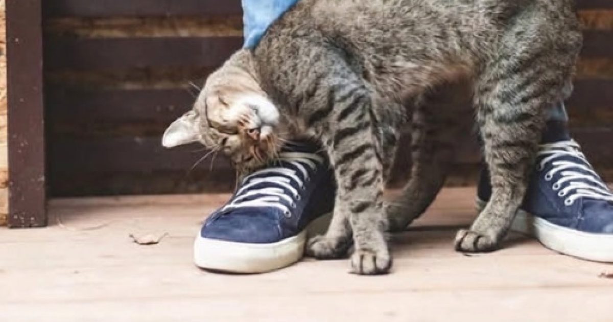 Pourquoi votre chat se frotte contre vous : le message caché derrière ce geste adorable
