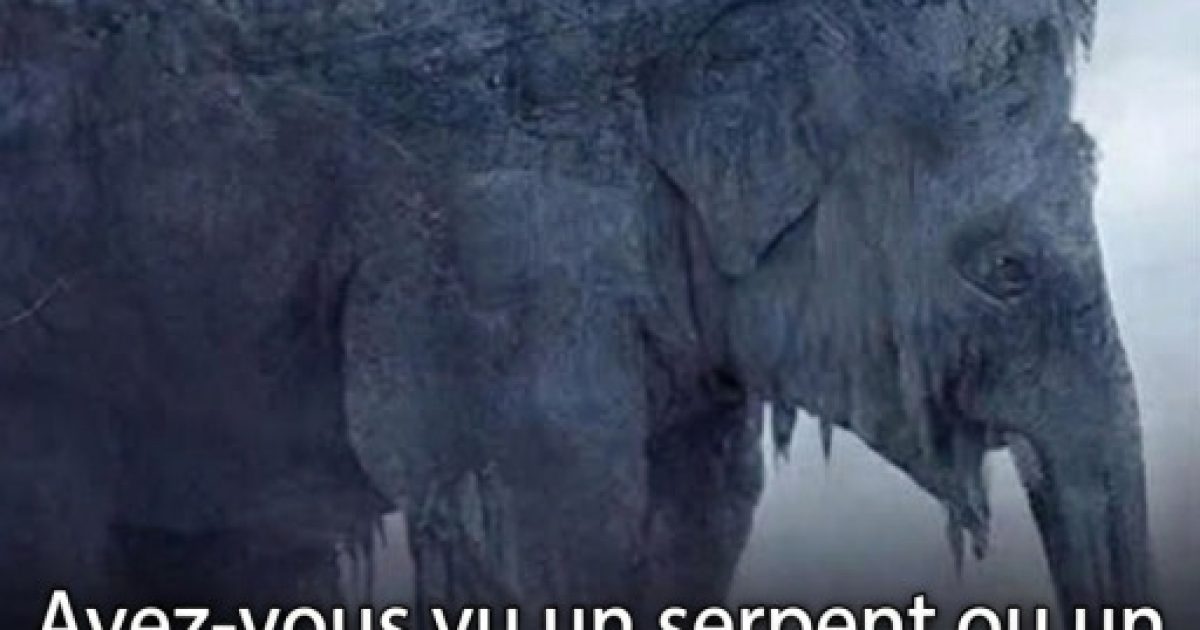 Test de personnalité : vous voyez un serpent ou un éléphant en premier ? La réponse en dit long sur vous