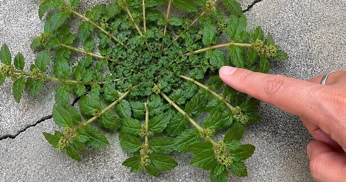 Euphorbia hirta : la plante aux mille vertus que les médecines traditionnelles s'arrachent depuis des siècles