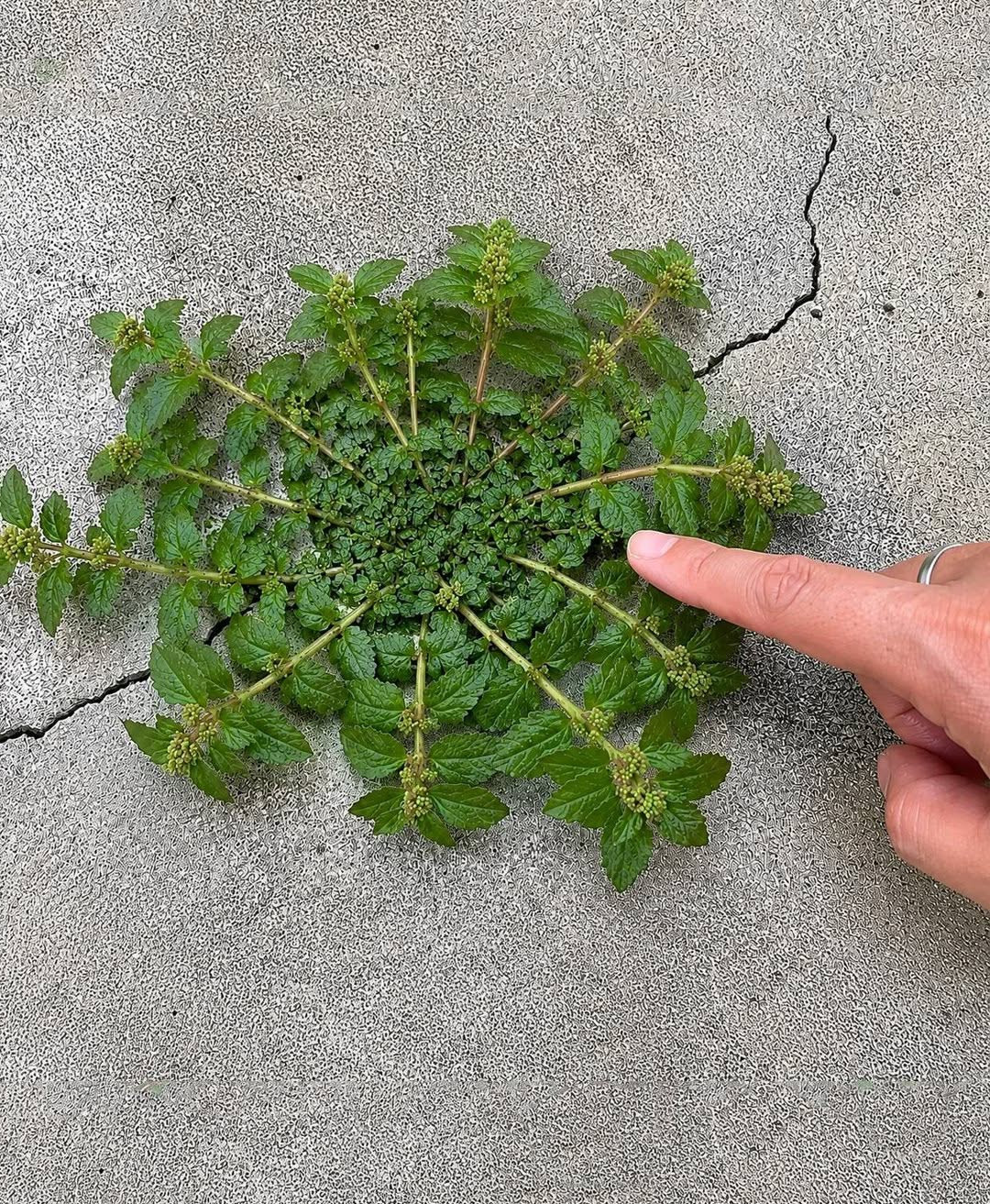 Euphorbia hirta : la plante aux mille vertus que les médecines traditionnelles s'arrachent depuis des siècles