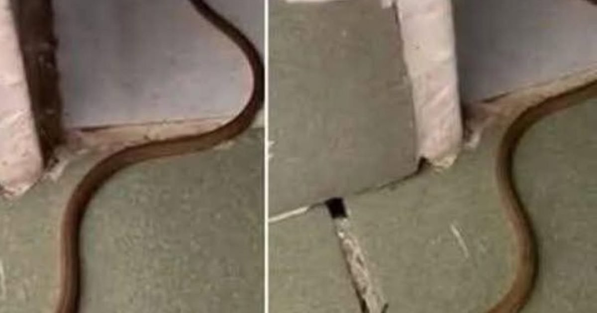 Un serpent s'est glissé chez vous ? Voici exactement quoi faire (sans paniquer)