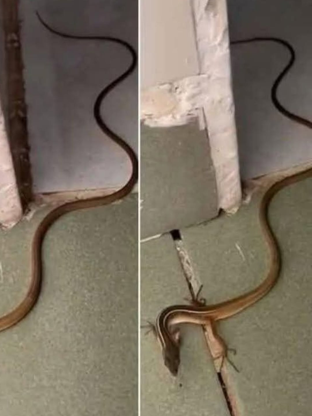 Un serpent s'est glissé chez vous ? Voici exactement quoi faire (sans paniquer)