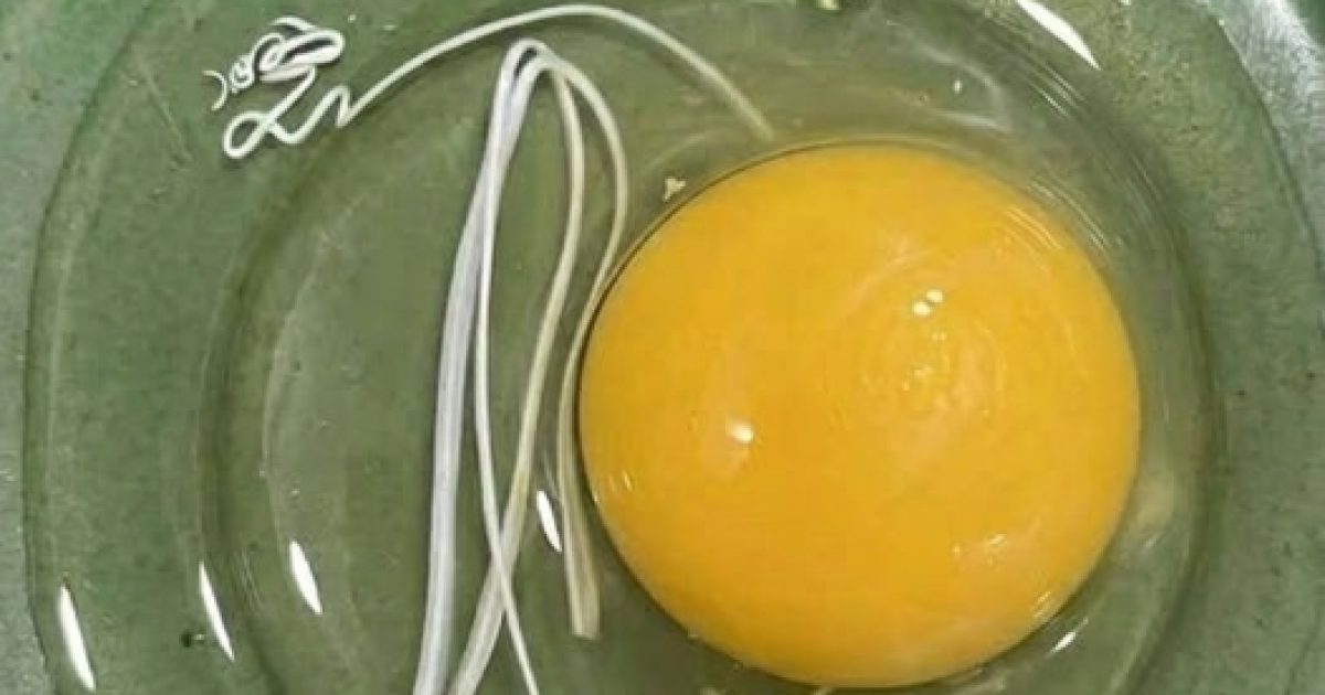 Ce fil blanc dans votre œuf vous a fait peur ? Voici ce que c'est vraiment