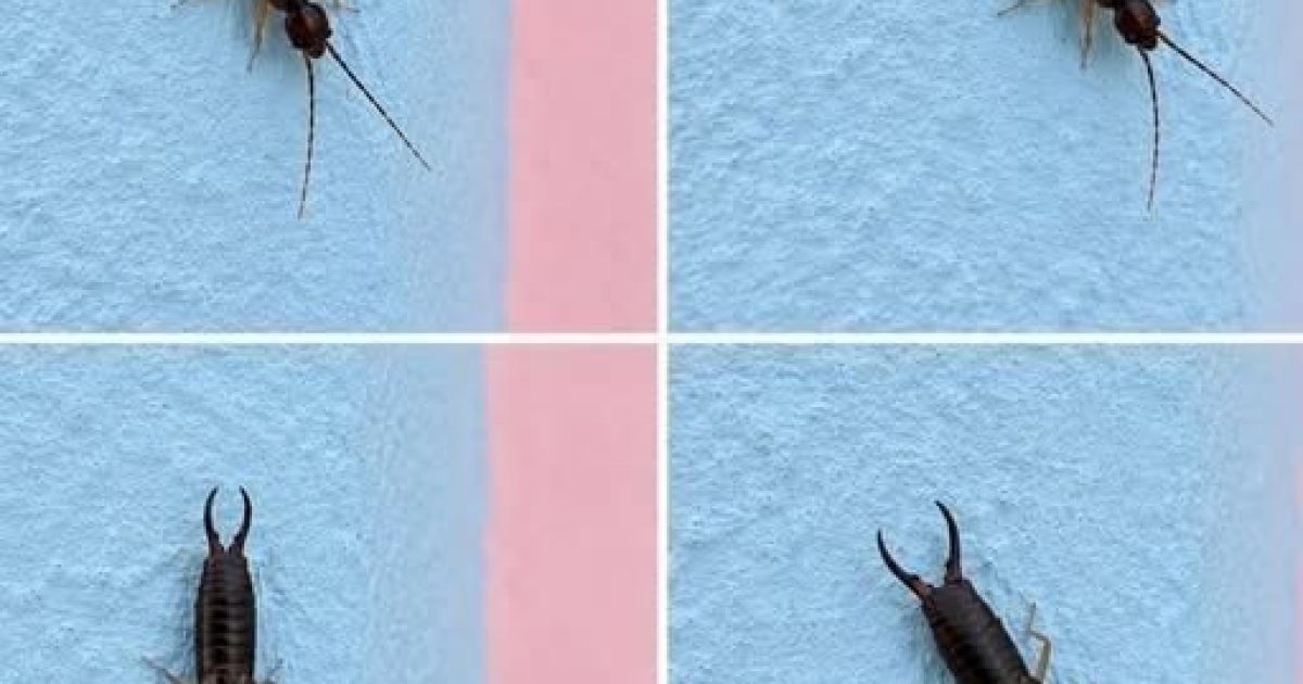 Un petit insecte dans votre cuisine ? Vérifiez votre garde-manger sans attendre
