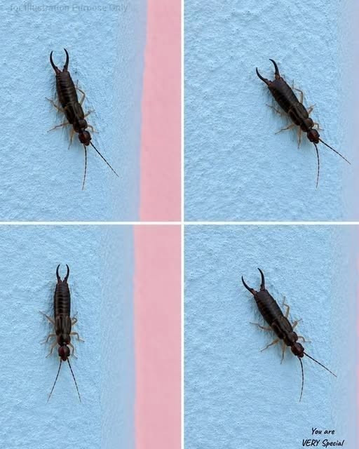 Un petit insecte dans votre cuisine ? Vérifiez votre garde-manger sans attendre