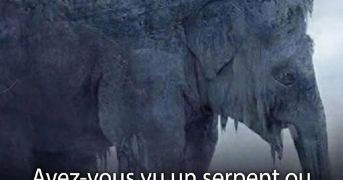 Serpent ou éléphant : cette illusion d'optique virale révèle comment vous voyez vraiment le monde